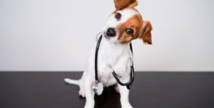 comienza el curso de Auxiliar y Ayudante Técnico de veterinario