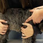 Clase práctica de cómo manipular un perro en la clínica